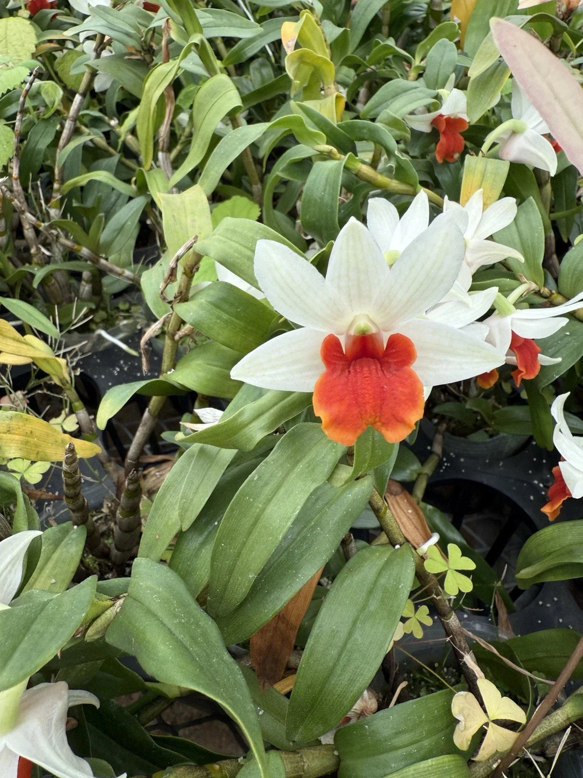 Dendrobium Orchid Bare Root Plant – White and Orange Blooms, Indoor or Outdoor Garden, Easy Care