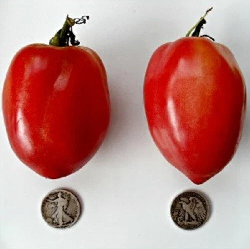 Japanese Oxheart Tomato Seeds - 25 Fresh Lycopersicon esculentum, Heart-Shaped, Juicy, Disease-Resistant, Heirloom, Home Garden