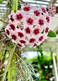 Hoya Obovata Wax Plant - 4-Inch Pot Indoor Houseplant - Tropical Trailing Vine for Home Decor