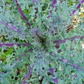 Red Russian Kale Seeds Non-GMO Brassica Napus Var. Pabularia Heirloom Vegetable Garden Seeds
