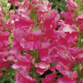 Liberty Rose Snapdragon Seeds - 1000+ Antirrhinum majus Flower Seeds for Garden Planting, Vibrant Pink Blooms