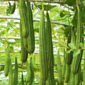 Da Rou Angled Luffa Gourd Seeds – Ridged Gourd Vegetable for Planting 2025 – Luffa acutangula, Climbing Vine