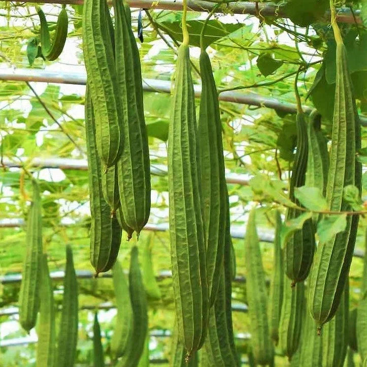 Da Rou Angled Luffa Gourd Seeds – Ridged Gourd Vegetable for Planting 2025 – Luffa acutangula, Climbing Vine