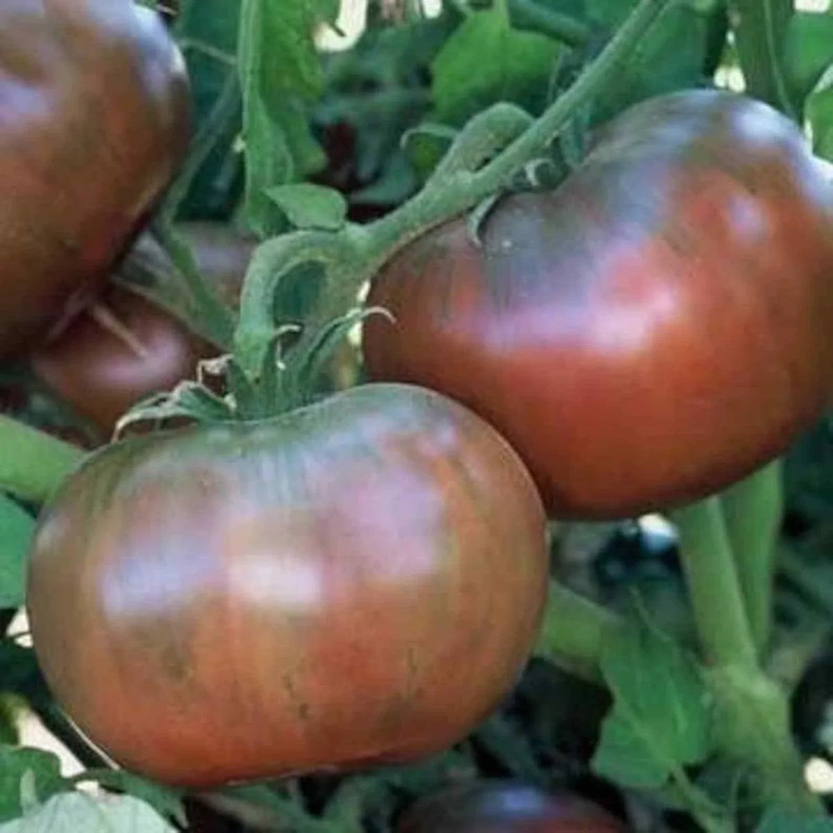 Cherokee Purple Tomato Seeds - Heirloom, Non-GMO, Solanum lycopersicum, 50 Pack