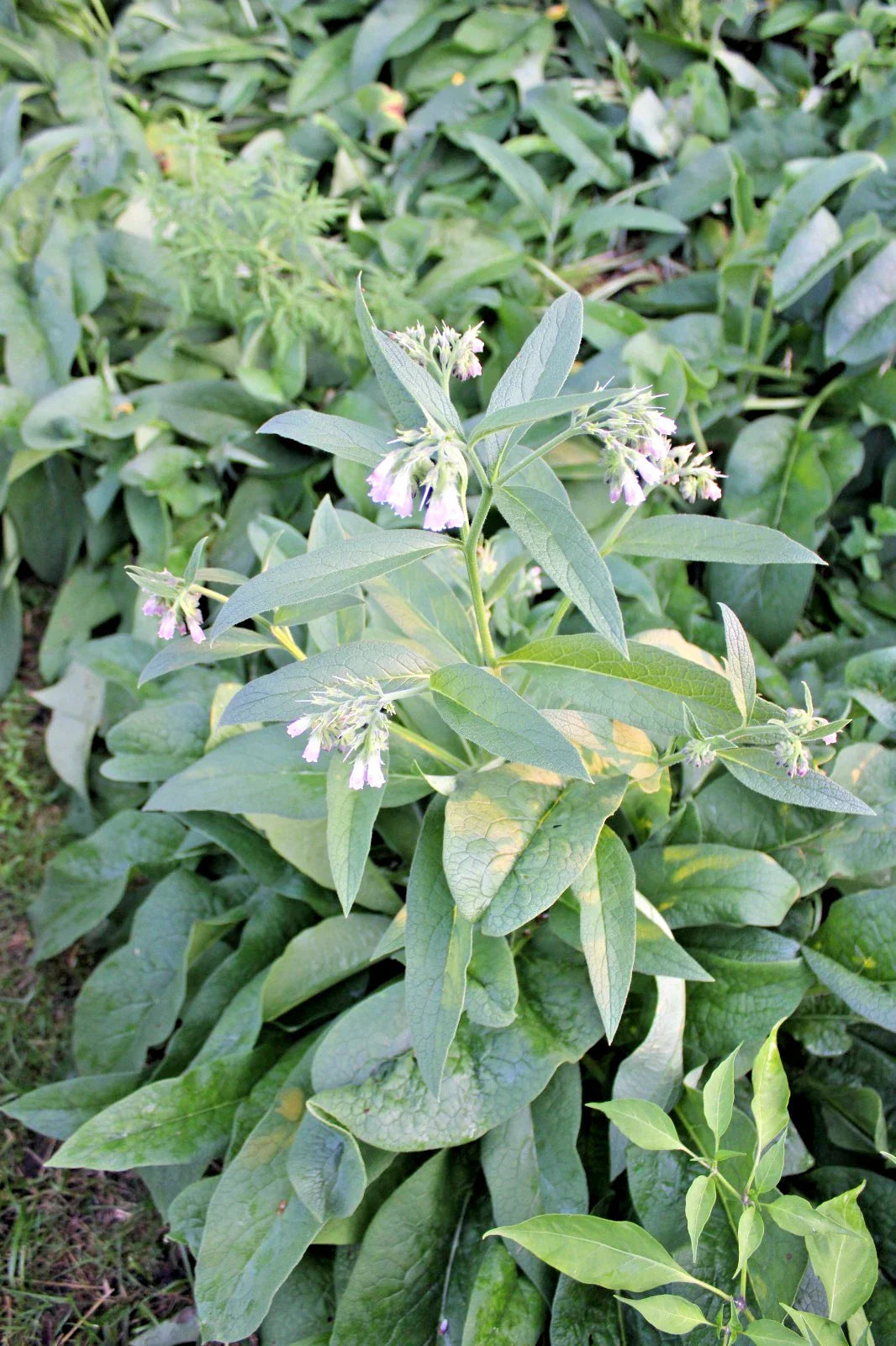 Organic Comfrey Roots 11 Pieces Russian Symphytum uplandicum Perennial Plant for Gardening