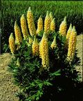 Yellow Lupine Seeds – Perennial Flower Seeds for Borders & Containers – Lupinus polyphyllus, Hardy, Drought-Resistant, 25 Seeds