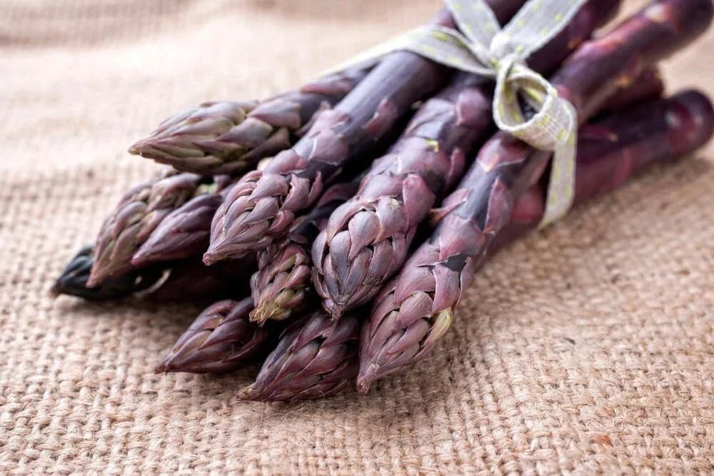 Purple Passion Asparagus Bare Root Plants – 2-Year-Old Crowns, Asparagus officinalis, Edible Perennial Vegetables