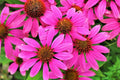 Bright Star Coneflower Seeds, Echinacea purpurea, Perennial Flower Seeds for Garden, 50 Pack, Attracts Pollinators, USA Grown