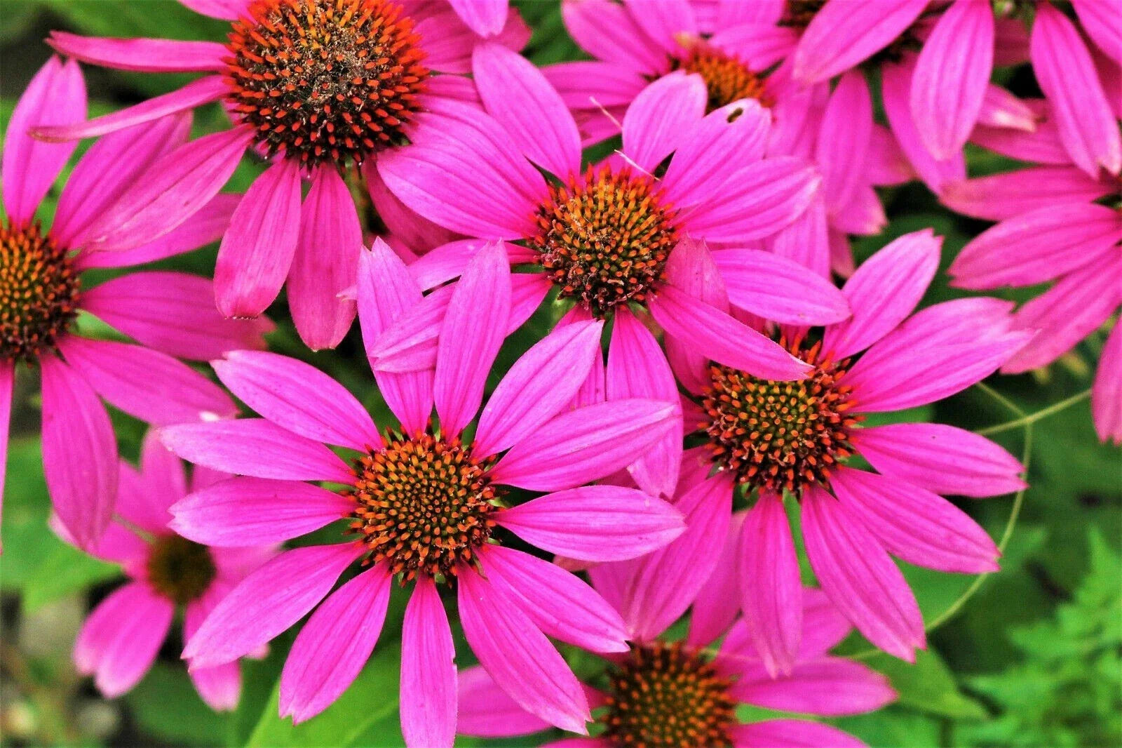 Bright Star Coneflower Seeds, Echinacea purpurea, Perennial Flower Seeds for Garden, 50 Pack, Attracts Pollinators, USA Grown