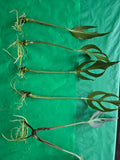 Monstera Burle Marx Rooted Cutting - Flame Variegation, Tropical Houseplant, Monstera adansonii, Indoor Plant