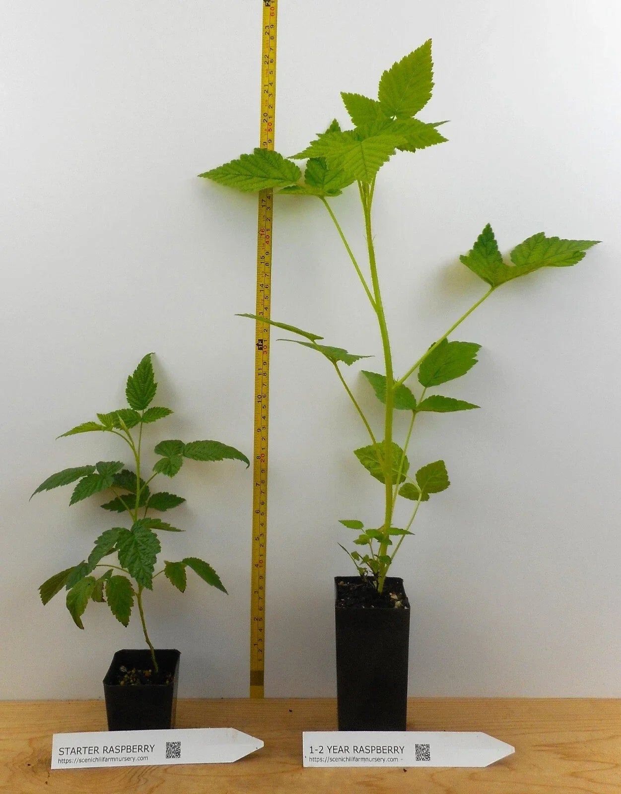 Caroline Ever Bearing Raspberry Potted Plant – Large Sweet Berries – Rubus idaeus 'Caroline' – Fruit-bearing, Disease-Resistant