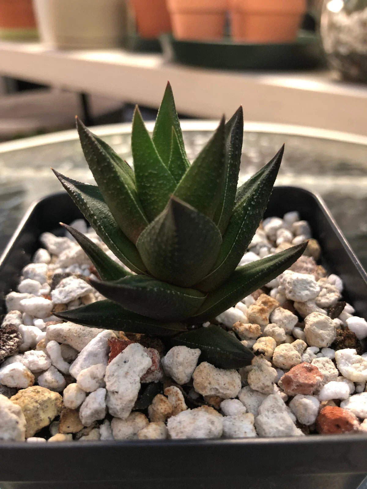 Haworthia Succulent Plant Potted with 2 Free Cuttings - Indoor Decorative Cactus for Home & Office