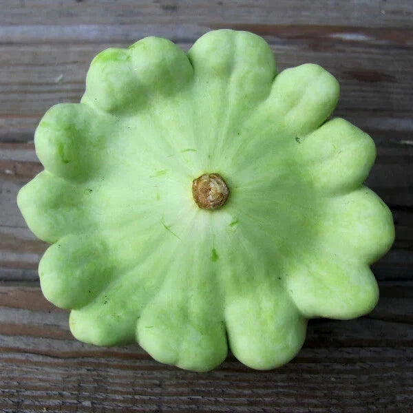 Bennings Green Tint Squash Seeds - 15 Non-GMO Heirloom Cucurbita pepo Seed Packet for Home Gardening