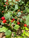 Allegheny Wild Blackberry Transplants – Live Perennial Edible Plant Rubus allegheniensis – Organic Gardening Supplies