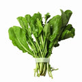 Bulk Arugula Seeds 500 Count - Eruca sativa Peppery Herb for Salads & Garnishes
