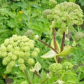 Angelica archangelica Seeds - 30 Non-GMO Biennial Culinary Herb for Gardens