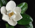 Southern Magnolia Cuttings - 8 Rooting and Grafting Cuttings - Magnolia grandiflora