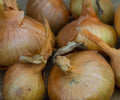 Sturon Onion Seeds – 500+ Pack, Allium cepa, Non-GMO, High Yield, Garden Planting, Culinary Onions, USA Grown
