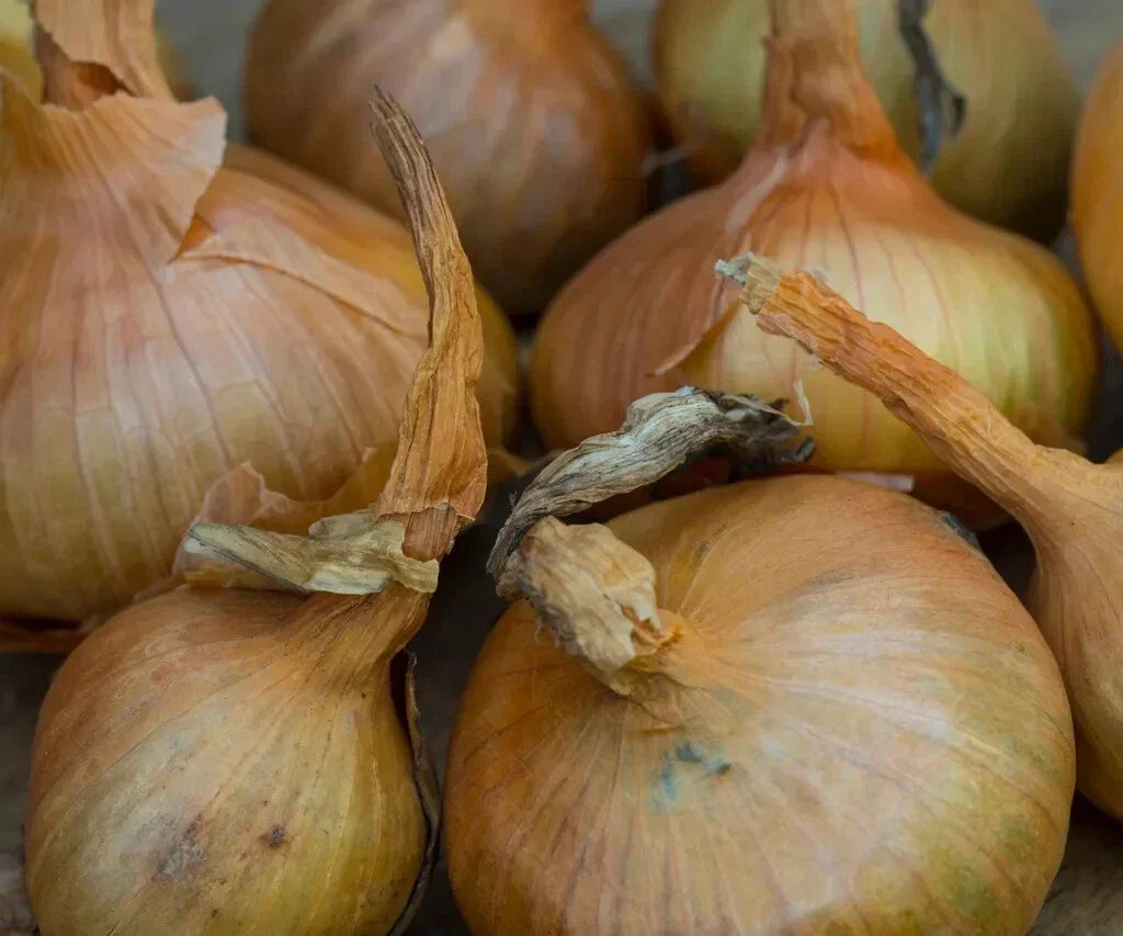 Sturon Onion Seeds – 500+ Pack, Allium cepa, Non-GMO, High Yield, Garden Planting, Culinary Onions, USA Grown