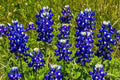 Texas Bluebonnet Seeds - 50 Organic Lupinus texensis Wildflower Seeds for Gardens, Borders & Meadows