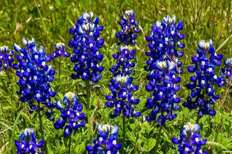 Texas Bluebonnet Seeds - 50 Organic Lupinus texensis Wildflower Seeds for Gardens, Borders & Meadows