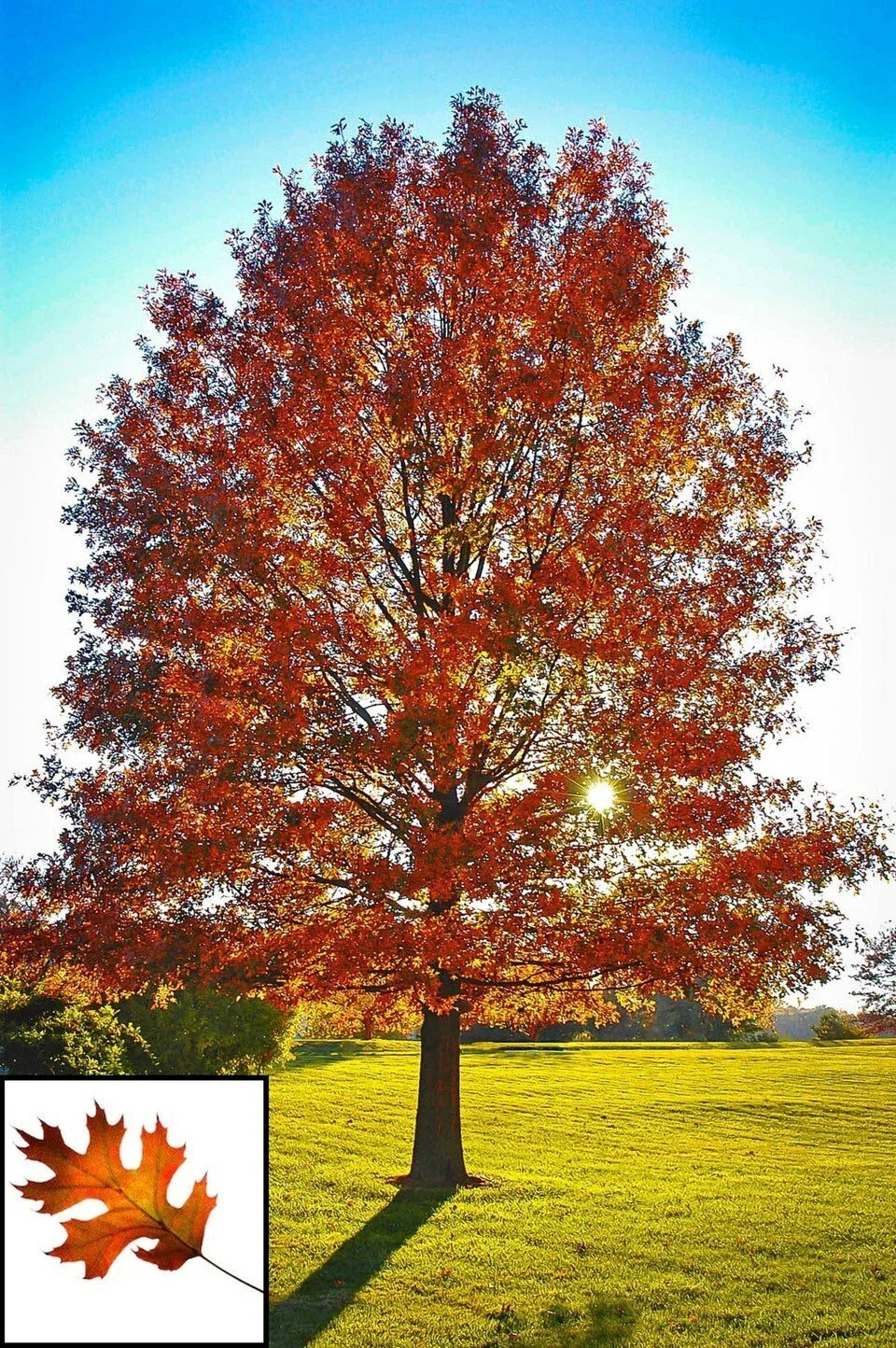 Live Pin Oak Tree Plant 1-3 Years Old Native Quercus palustris 6-35" Tall Fully Rooted Tree for Landscaping