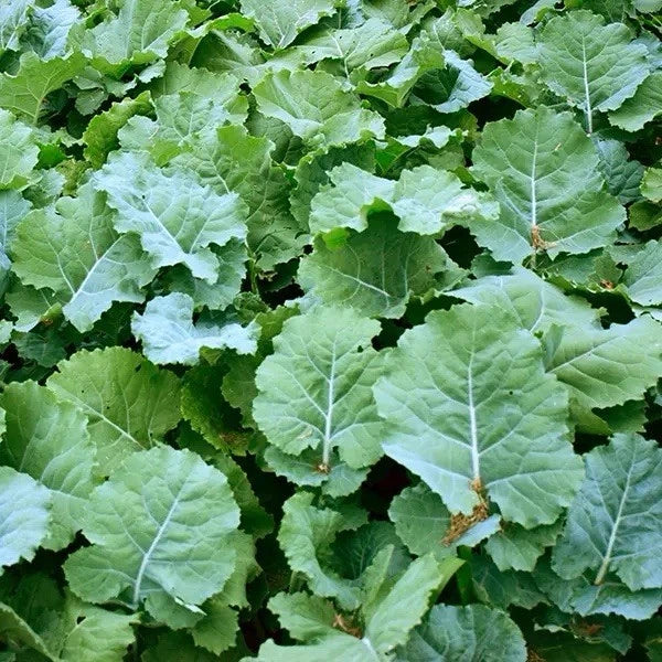 Dwarf Essex Rape Seeds 500 Pack, Brassica napus, Cover Crop & Forage, Open-Pollinated, Hardy Annual Seeds
