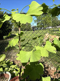 Live Ginkgo Tree Seedling - Ginkgo biloba for Garden, Patio, or Gift - Deciduous Fan-Shaped Leaves