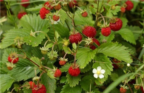 Alpine Strawberry Seeds - 100 Pack - White Flower - Fragaria vesca - Compact, Easy to Grow, Fruit-Bearing