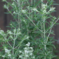 Mountain Mint Seeds - 650 Count Pycnanthemum pilosum Organic Herb Seeds for Garden, Landscaping & Pollinator Attractant
