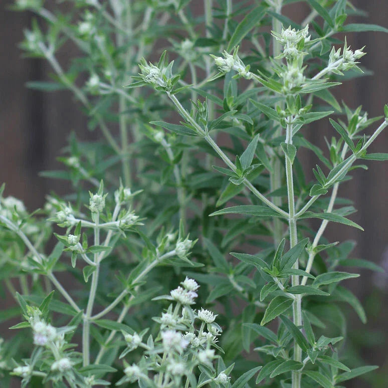 Mountain Mint Seeds - 650 Count Pycnanthemum pilosum Organic Herb Seeds for Garden, Landscaping & Pollinator Attractant