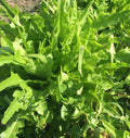 Fresh Oakleaf Lettuce Seeds - 4g Organic Lactuca sativa 'Oakleaf' for Salad Gardens, Indoor & Outdoor Planting