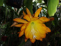 Epiphyllum Orchid Cactus Cutting - Spiced Takuan Fragrant Variety for Indoor Gardening - Epiphyllum spp.