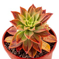 Aeonium Leucoblepharum 6-Inch Potted Succulent Plant with Unique White-Edged Rosette Foliage