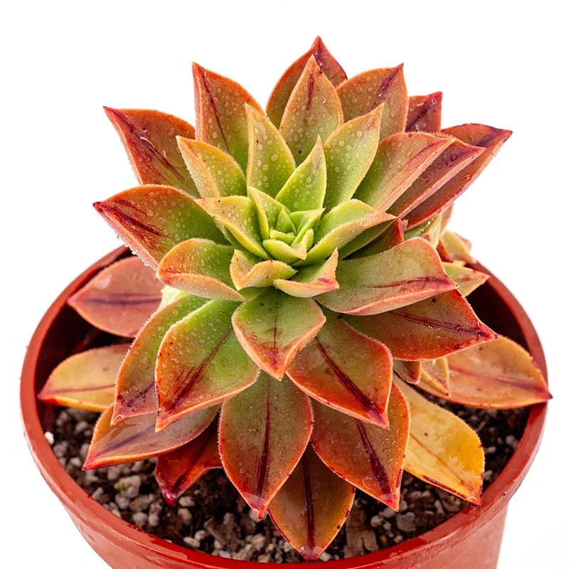 Aeonium Leucoblepharum 6-Inch Potted Succulent Plant with Unique White-Edged Rosette Foliage