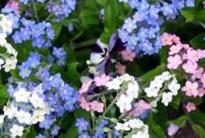 Forget Me Not Flower Seeds Mix - 100 Seeds, Mixed Colors, Easy to Grow, Myosotis spp. for Gardens, Borders & Containers