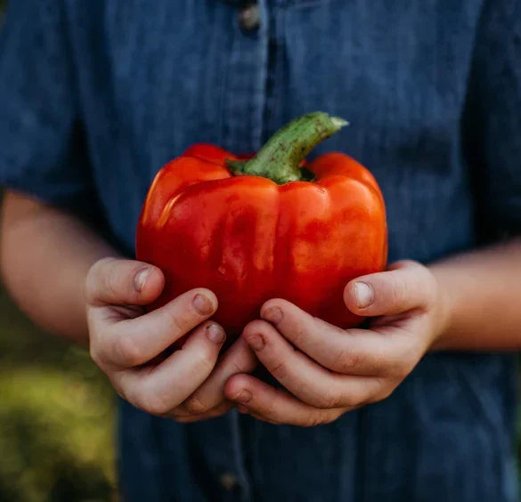 Giant Red Bell Pepper Seeds - Organic Non-GMO Heirloom Capsicum annuum - Sweet Pepper for Garden, Patio & Container Growing