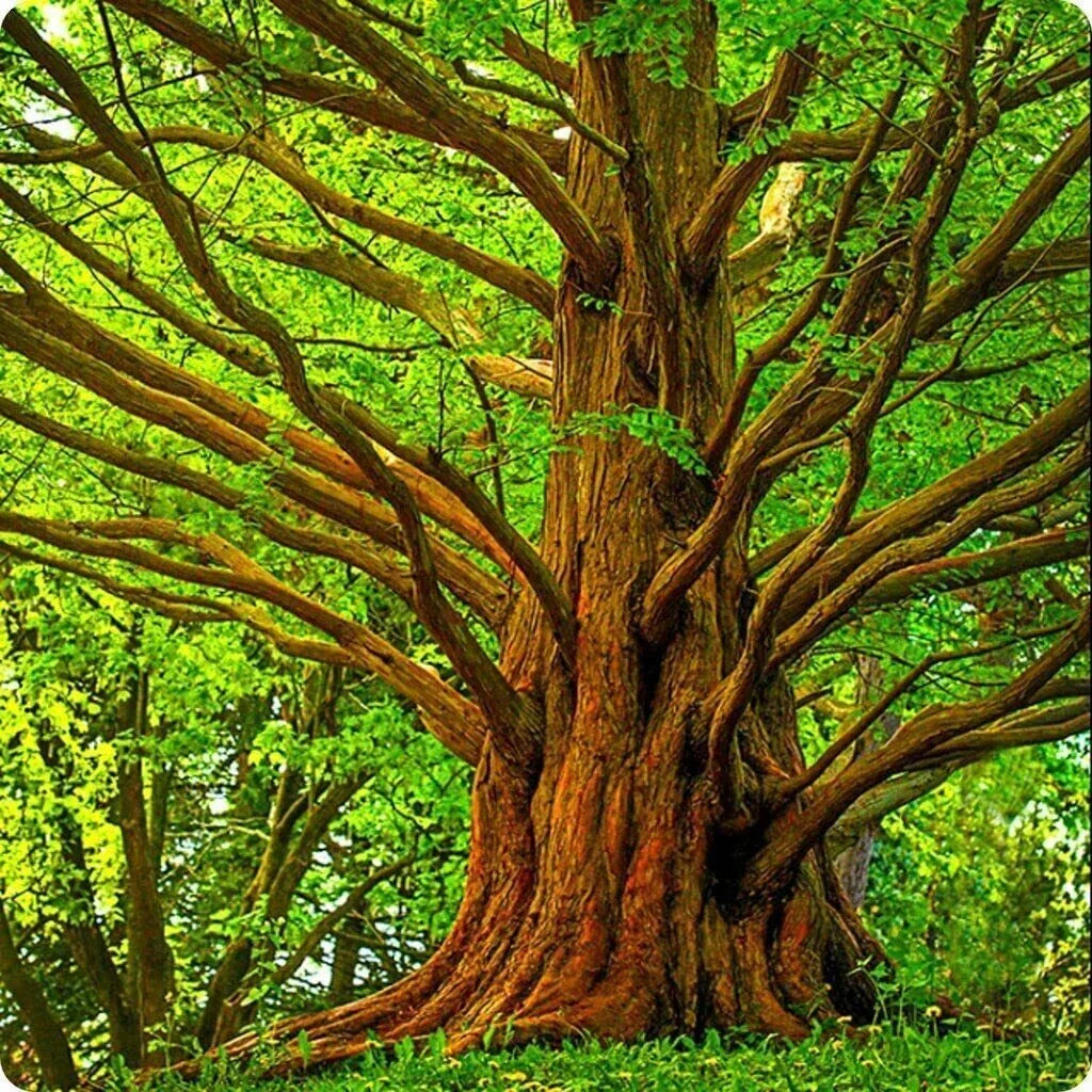 Dawn Redwood Tree Seeds - 30 Seeds - Deciduous Conifer - Metasequoia glyptostroboides - Fast Growing, American Grown
