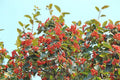 American Mountain Ash Seedling 1 Gallon Sorbus Americana Hardy Tree for Landscaping and Wildlife