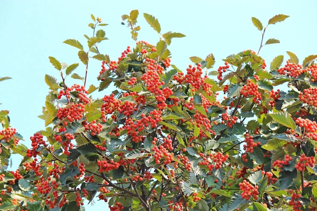 American Mountain Ash Seedling 1 Gallon Sorbus Americana Hardy Tree for Landscaping and Wildlife