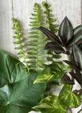 12 Rooted Plant Cuttings - Ferns, Pothos, Wandering Jew, Arrowhead Vines Indoor Collection