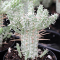 Euphorbia Mammillaris Variegata - Indian Corn Cob Succulent 4" Rooted Plant, Variegated Green & Cream, Easy Care Indoor Garden
