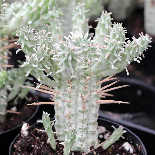Euphorbia Mammillaris Variegata - Indian Corn Cob Succulent 4" Rooted Plant, Variegated Green & Cream, Easy Care Indoor Garden