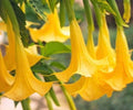 Yellow Angel Trumpet Seeds - 10 Fragrant Tropical Flower Seeds Brugmansia spp. for Garden Planting