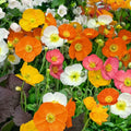 Iceland Poppy Seeds 2000 Non-GMO Mix for Spring & Summer Blooms Papaver nudicaule
