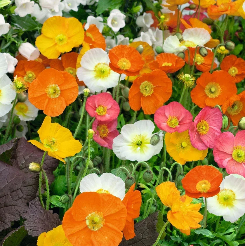 Iceland Poppy Seeds 2000 Non-GMO Mix for Spring & Summer Blooms Papaver nudicaule