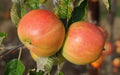 Bardsey Apple Seeds - 25+ Heirloom Fruit Seeds for Garden Planting - Malus domestica, Fruit Tree, Fresh Eating, USA Shipping