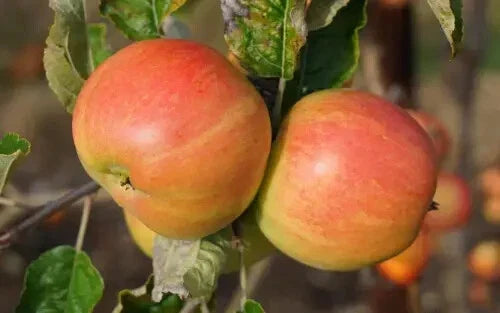 Bardsey Apple Seeds - 25+ Heirloom Fruit Seeds for Garden Planting - Malus domestica, Fruit Tree, Fresh Eating, USA Shipping