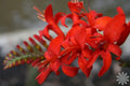 Crocosmia Seeds 100 Count Bright Red Flowers Easy to Grow Crocosmia lucifer Garden Plant