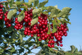 Chokecherry Seeds for Planting - Edible Prunus virginiana - Fruit for Jam and Syrup - 30 Seeds